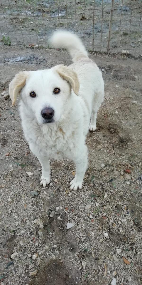 Cotone, morbidone compatibile con i bambini Foto 5